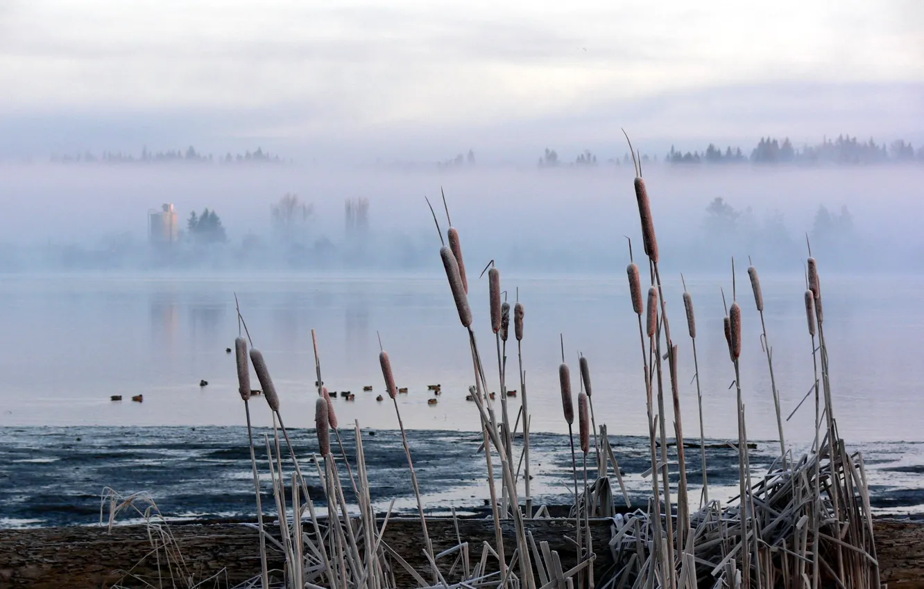 Photo wallpaper fog, swamp, reed, cattail