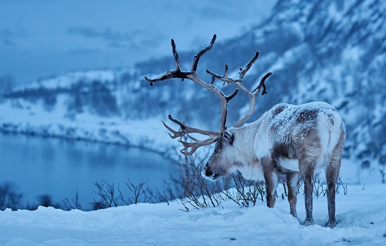 Photo wallpaper winter, snow, deer, horns, reindeer