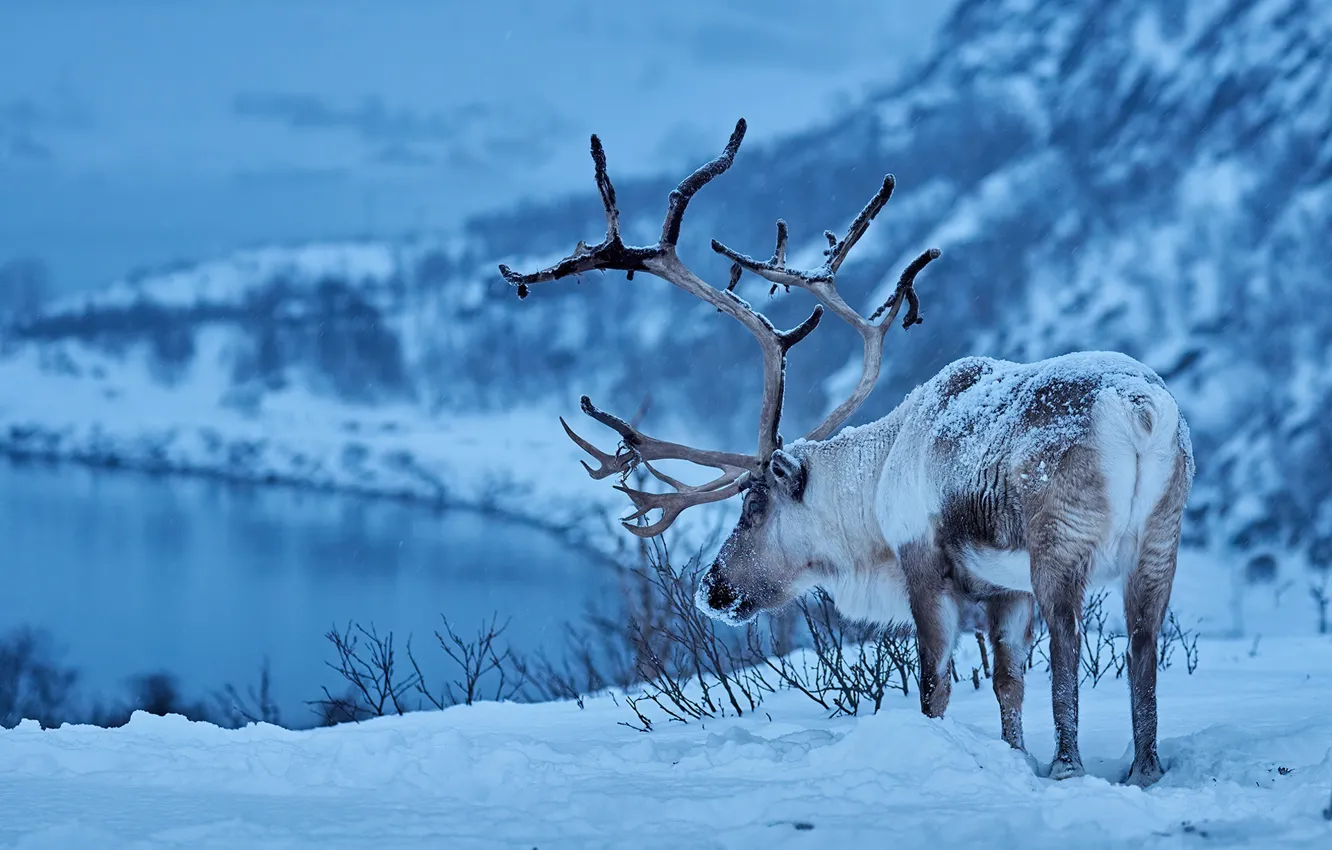 Photo wallpaper winter, snow, deer, horns, Reindeer