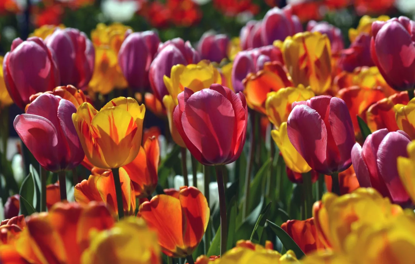 Photo wallpaper macro, petals, tulips