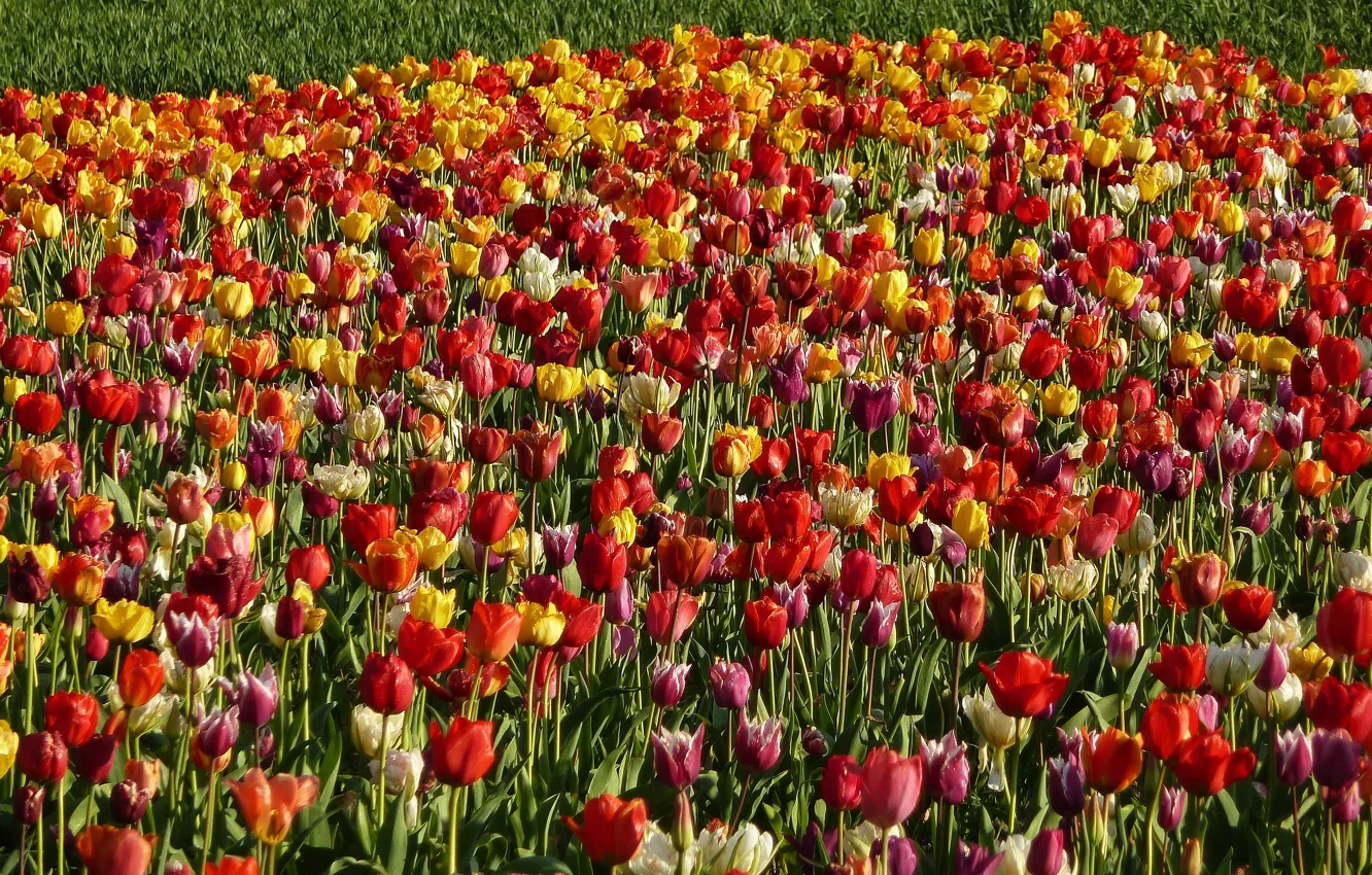 Photo wallpaper field, nature, spring, tulips, field, nature, tulips, spring