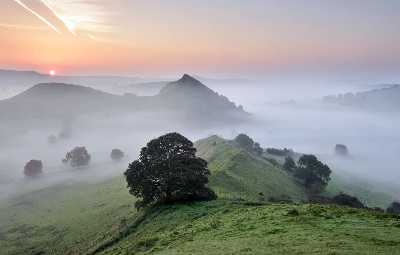 Photo wallpaper trees, fog, morning