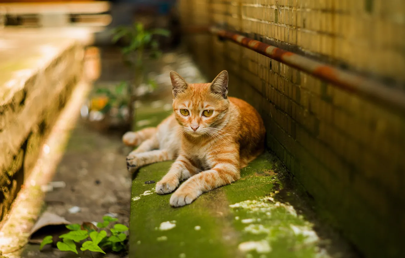 Photo wallpaper greens, cat, cat, look, the city, house, wall, street