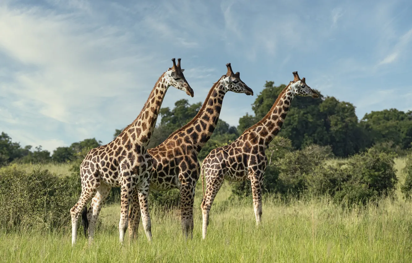 Photo wallpaper giraffe, Savannah, Africa