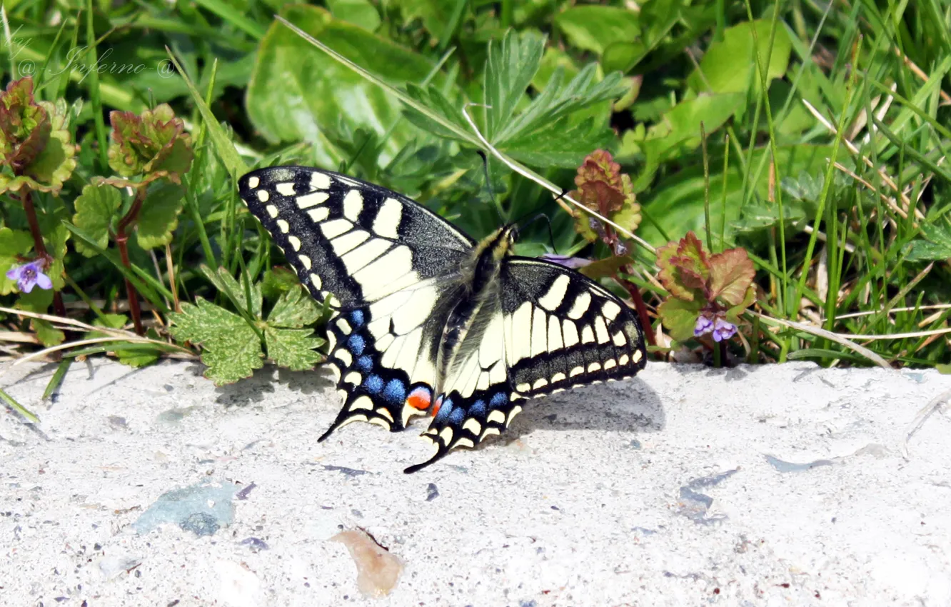 Photo wallpaper summer, nature, butterfly, swallowtail, Pyatkov_Denis