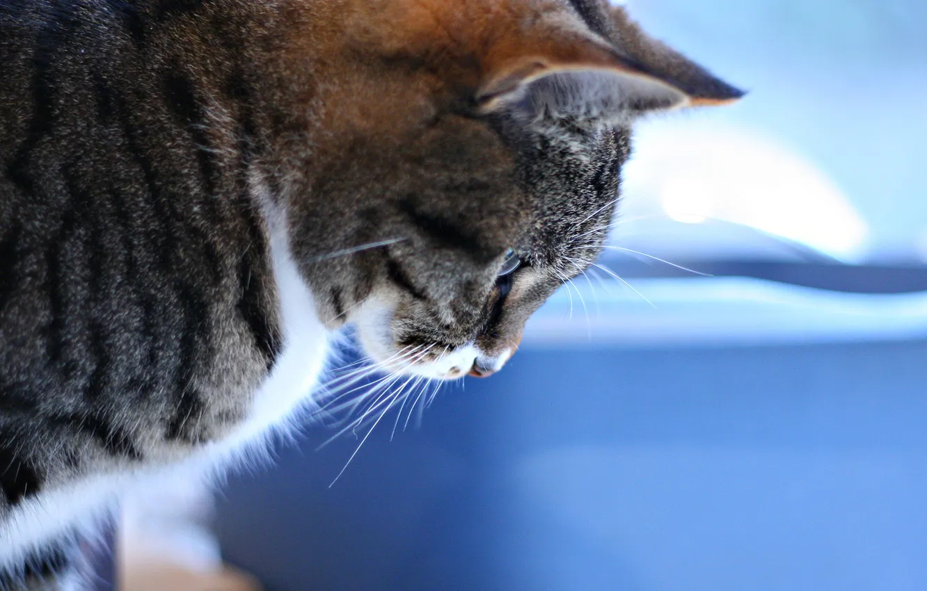 Photo wallpaper cat, blue background, looking down