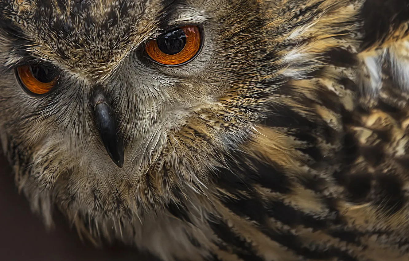 Photo wallpaper flight, owl, bird, feathers, beak, owl, Detlef Knapp