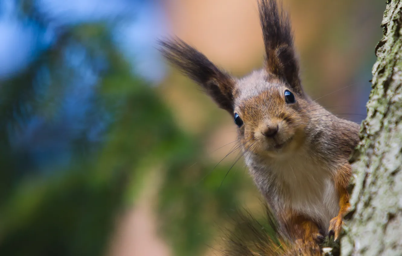 Photo wallpaper trees, protein, curiosity, animal