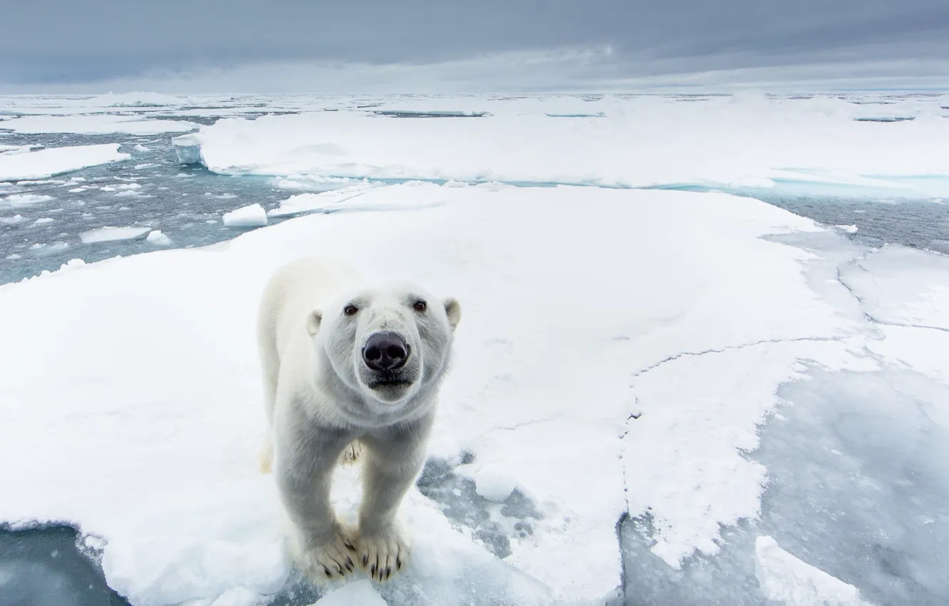 Photo wallpaper ice, snow, nature, predator, North pole, polar bear