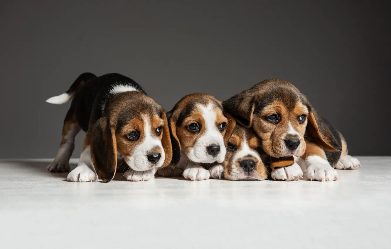 Photo wallpaper dogs, background, puppies, Quartet, Beagle