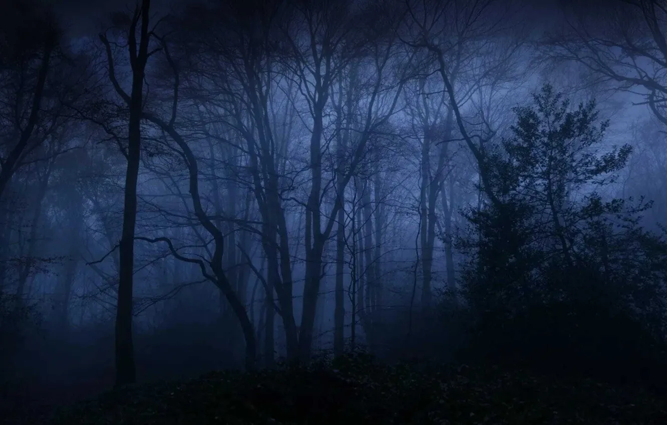 Photo wallpaper cat, cartoon, dog biscuit