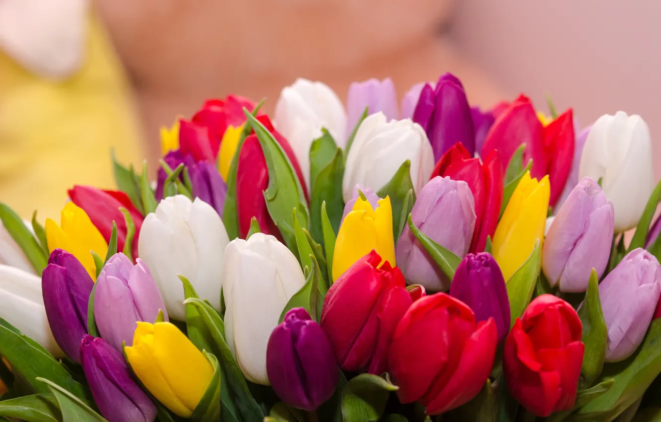Photo wallpaper flowers, bouquet, colorful, tulips, flowers, tulips, spring, multicolored