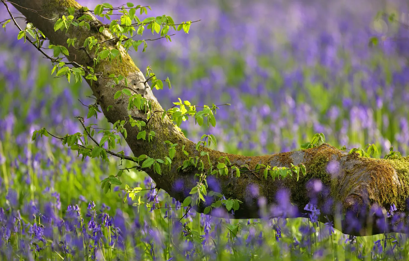 Photo wallpaper trees, flowers, bells, bokeh