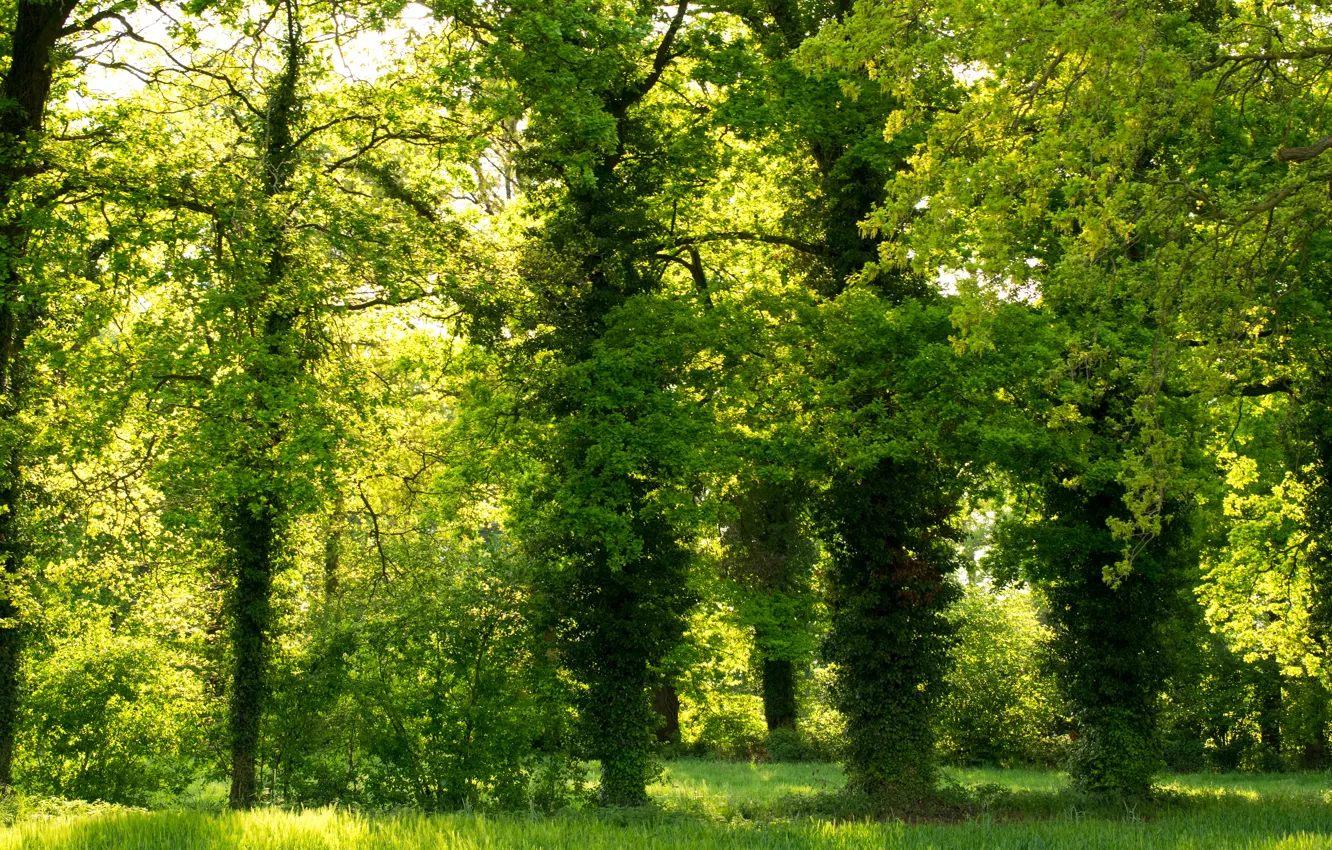 Photo wallpaper greens, trees, Park, green, trees, park