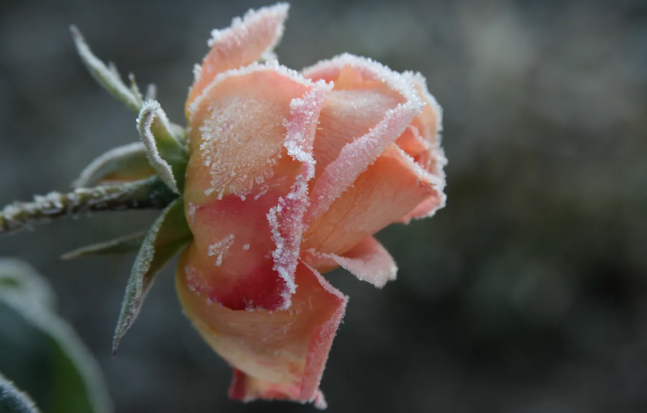 Photo wallpaper cold, frost, macro, flowers, background, Wallpaper, plant, roses