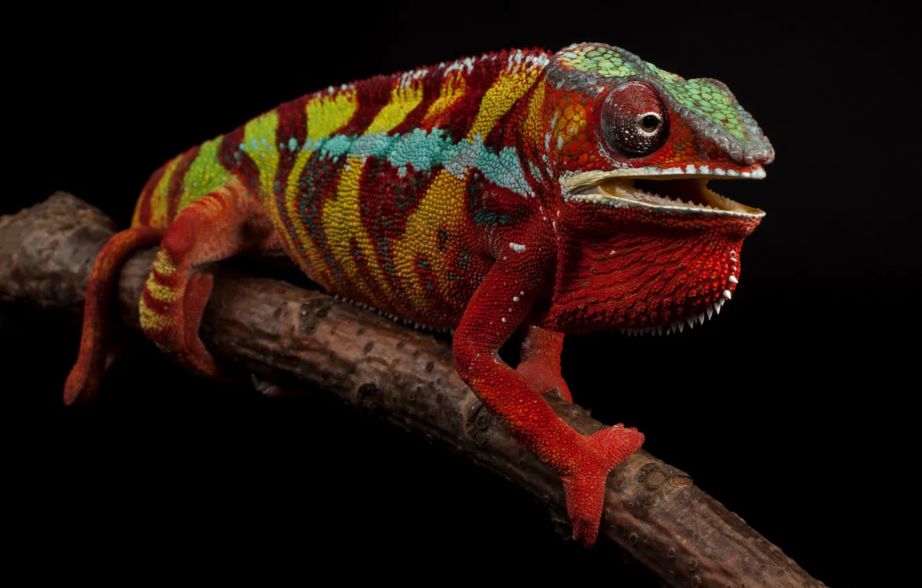 Photo wallpaper red, pose, chameleon