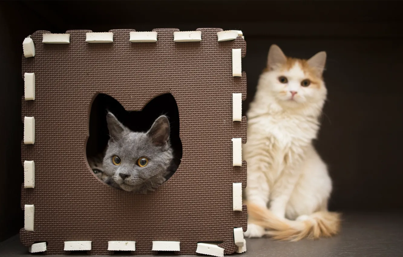 Photo wallpaper cat, cats, frame, kitty