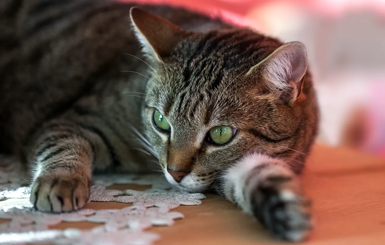 Photo wallpaper eyes, cat, stay, striped