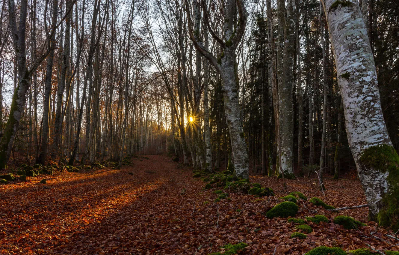 Photo wallpaper road, forest, morning