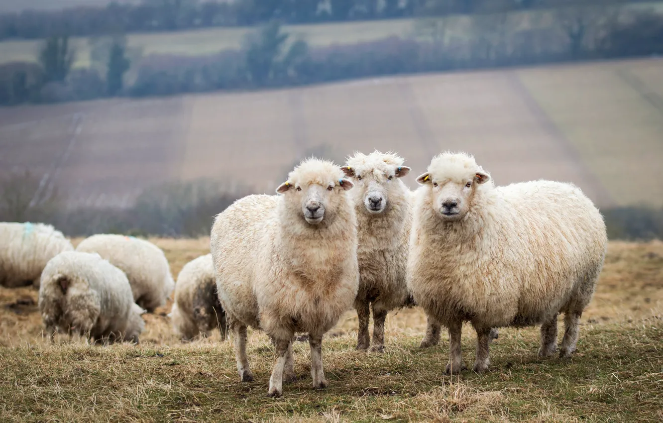 Photo wallpaper field, background, field, sheep, sheep, trio, the herd, lambs