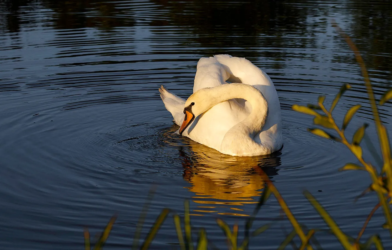 Photo wallpaper white, leaves, water, light, pose, reflection, bird, shore