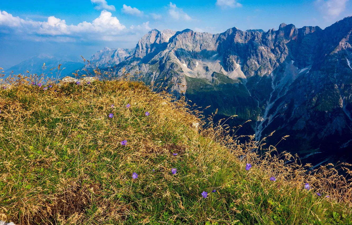 Photo wallpaper grass, flowers, mountains