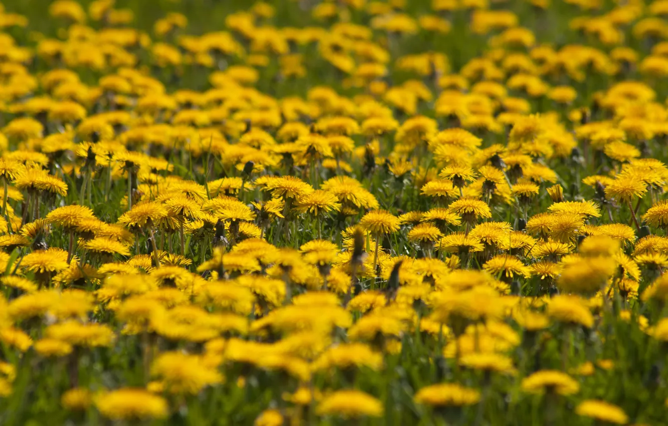 Photo wallpaper flowers, spring, dandelions, flowering