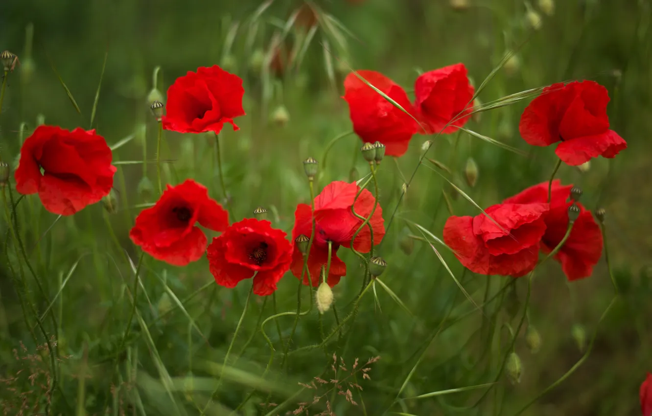 Photo wallpaper red, flowers, Mac, Maki, green background