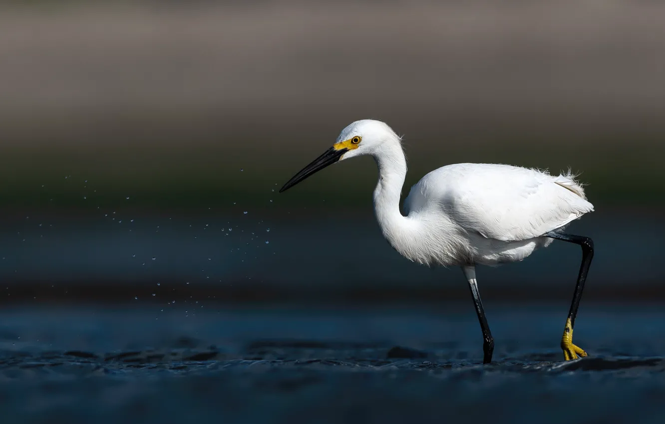 Photo wallpaper white, water, drops, squirt, pose, the dark background, bird, legs