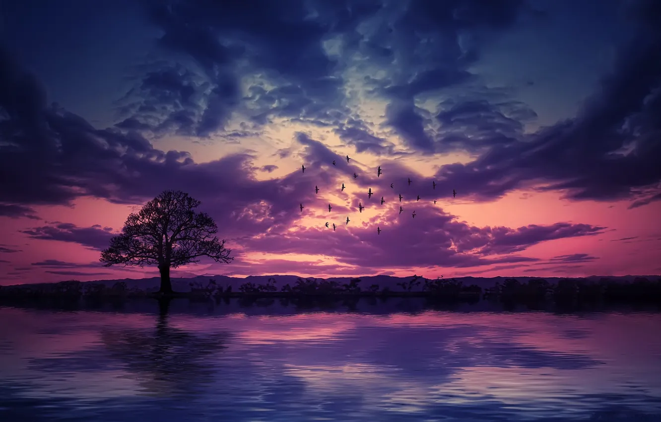Photo wallpaper the sky, trees, sunset, bird, pond