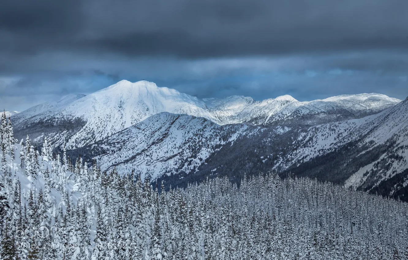 Photo wallpaper winter, forest, snow, mountains