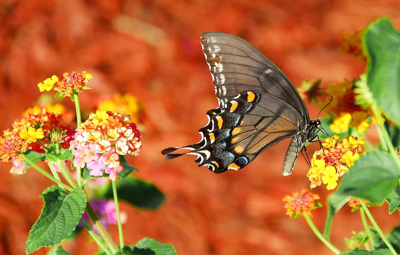 Photo wallpaper flowers, macro, butterfly, wings, beautiful, closeup