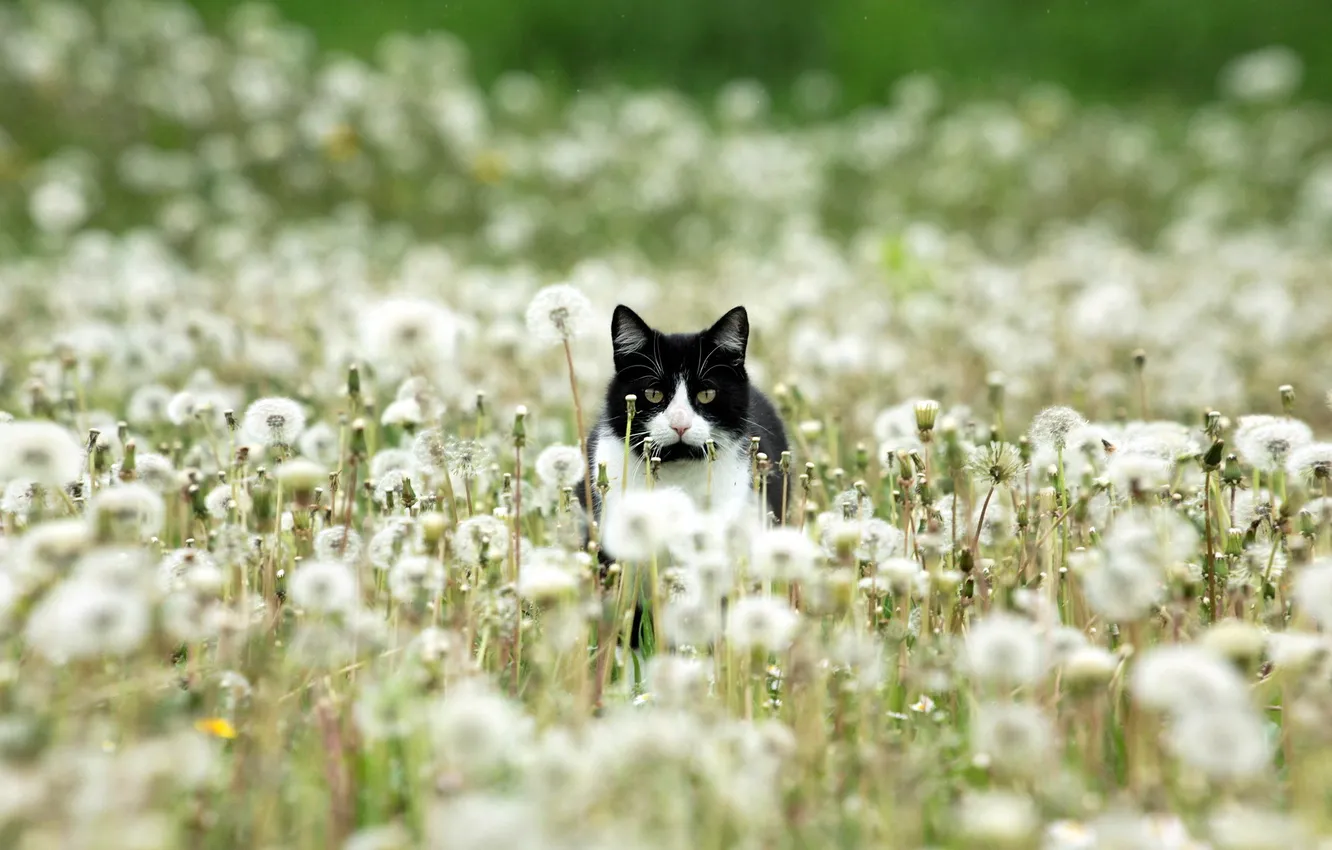 Photo wallpaper cat, nature, dandelions