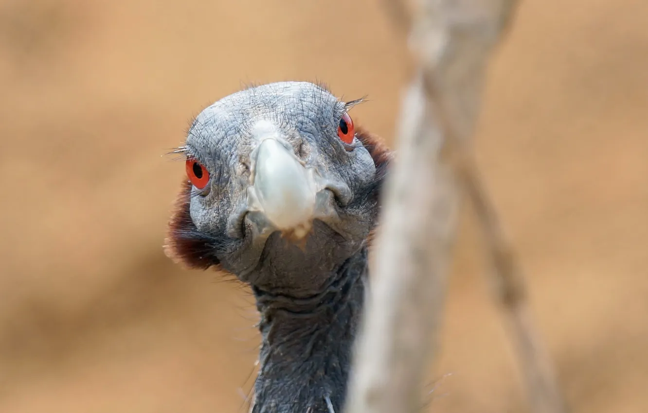 Photo wallpaper macro, nature, bird