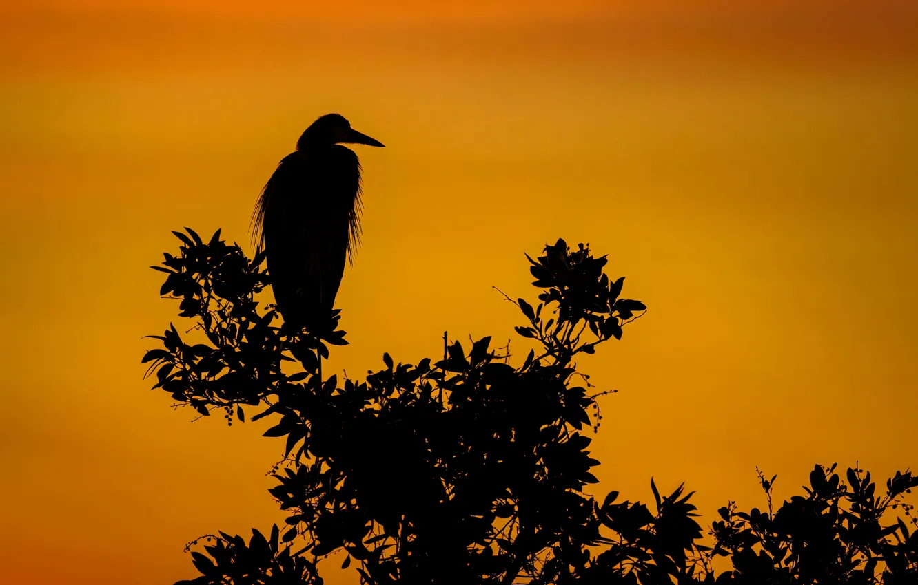 Photo wallpaper bird, silhouette, Great blue Heron