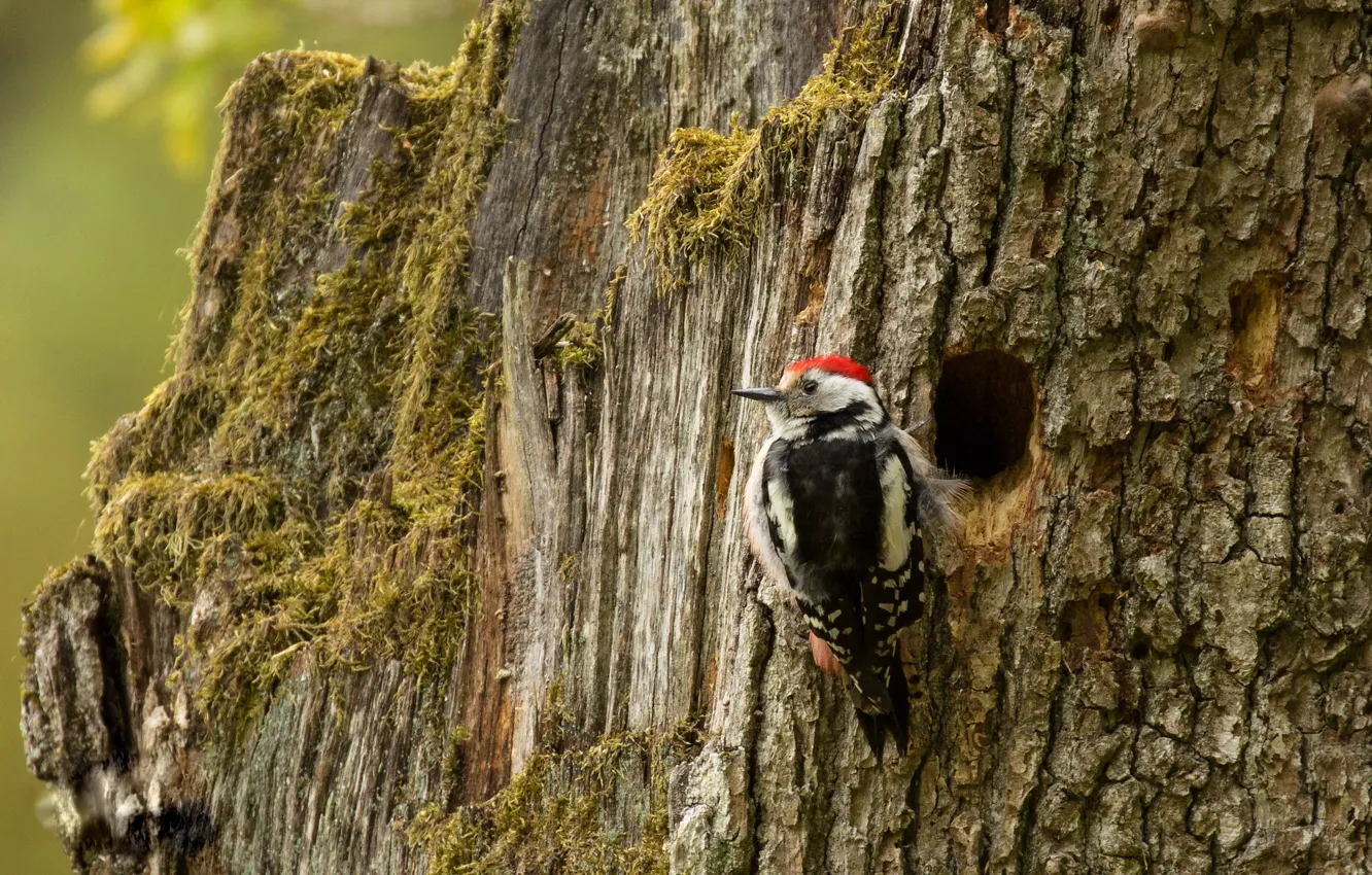 Photo wallpaper trees, bird, woodpecker