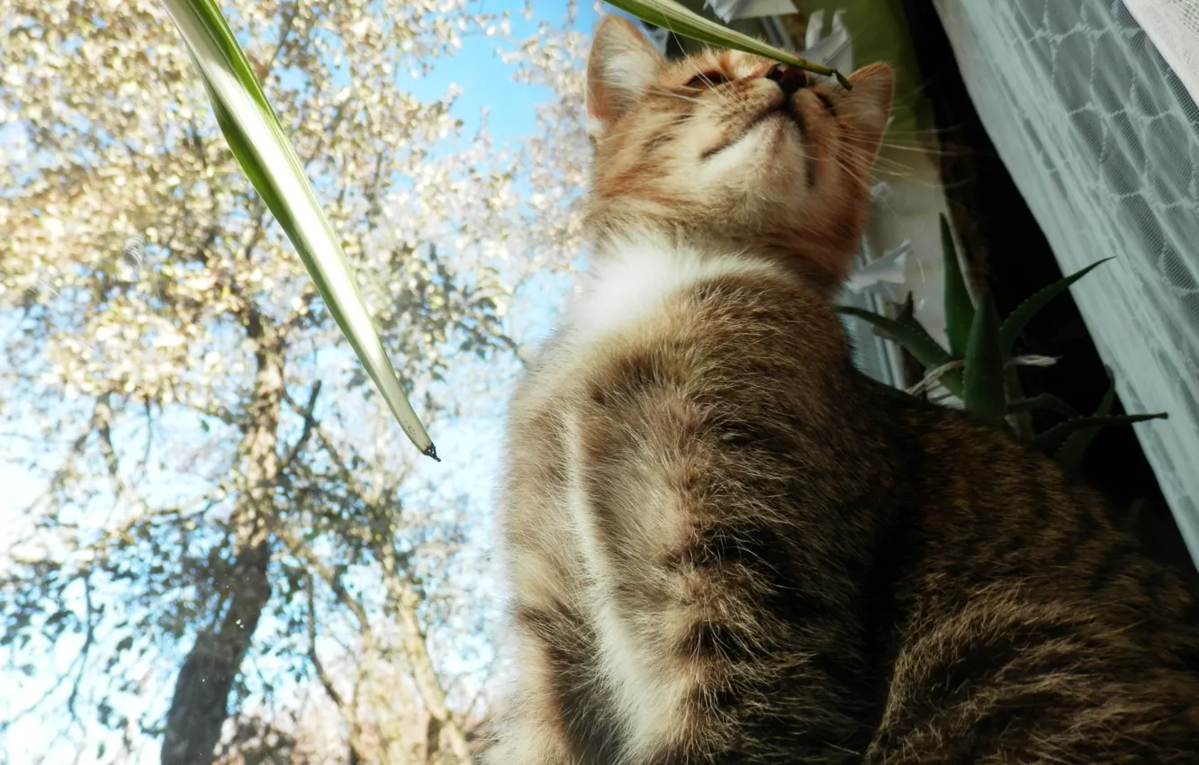 Photo wallpaper autumn, cat, the sky, flowers, sill, sky, cat, autumn