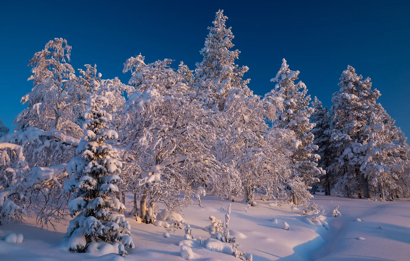 Photo wallpaper winter, forest, snow, trees, ate, the snow, Finland, Finland