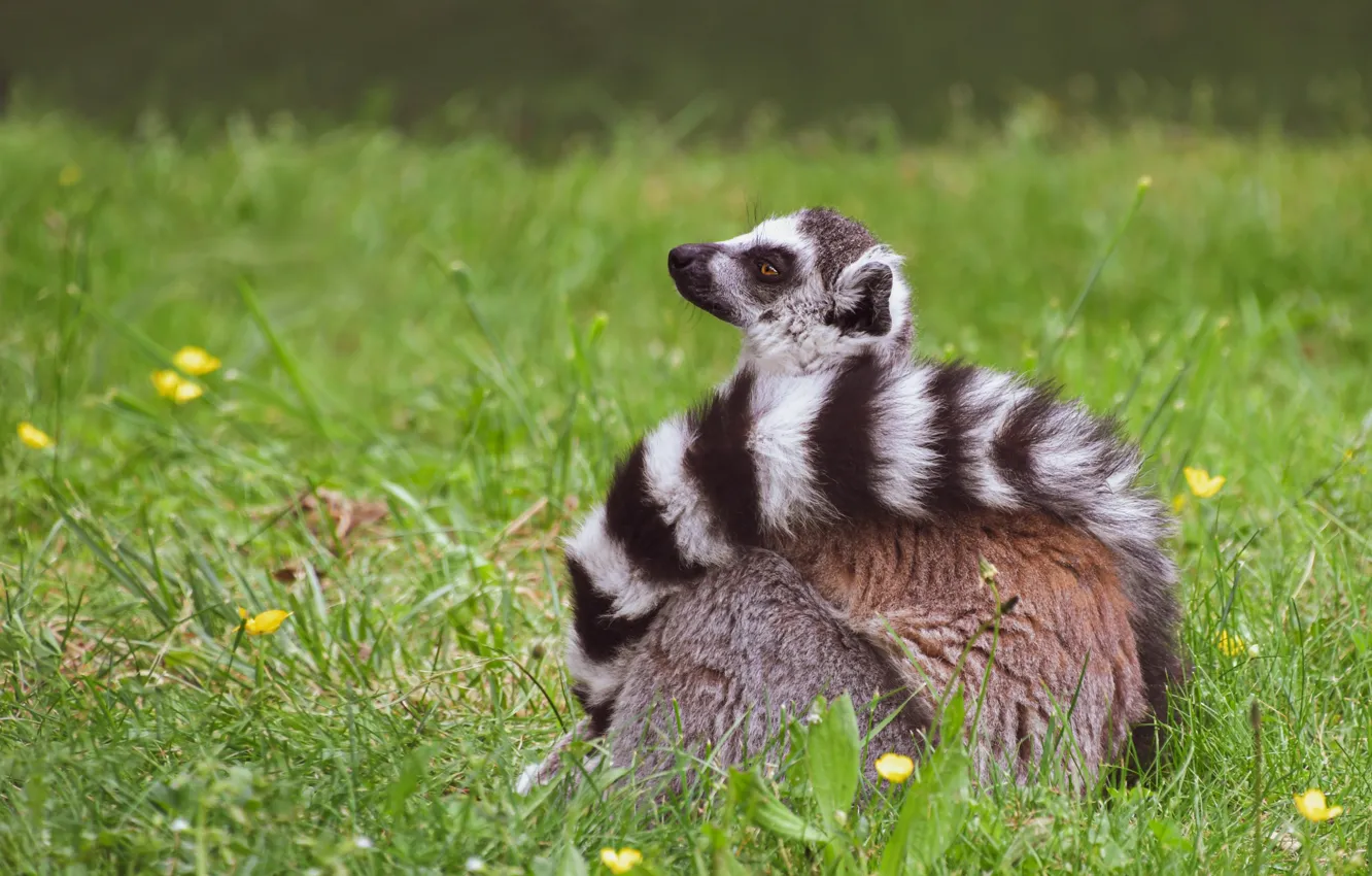 Photo wallpaper grass, pose, tail, lemur, sitting