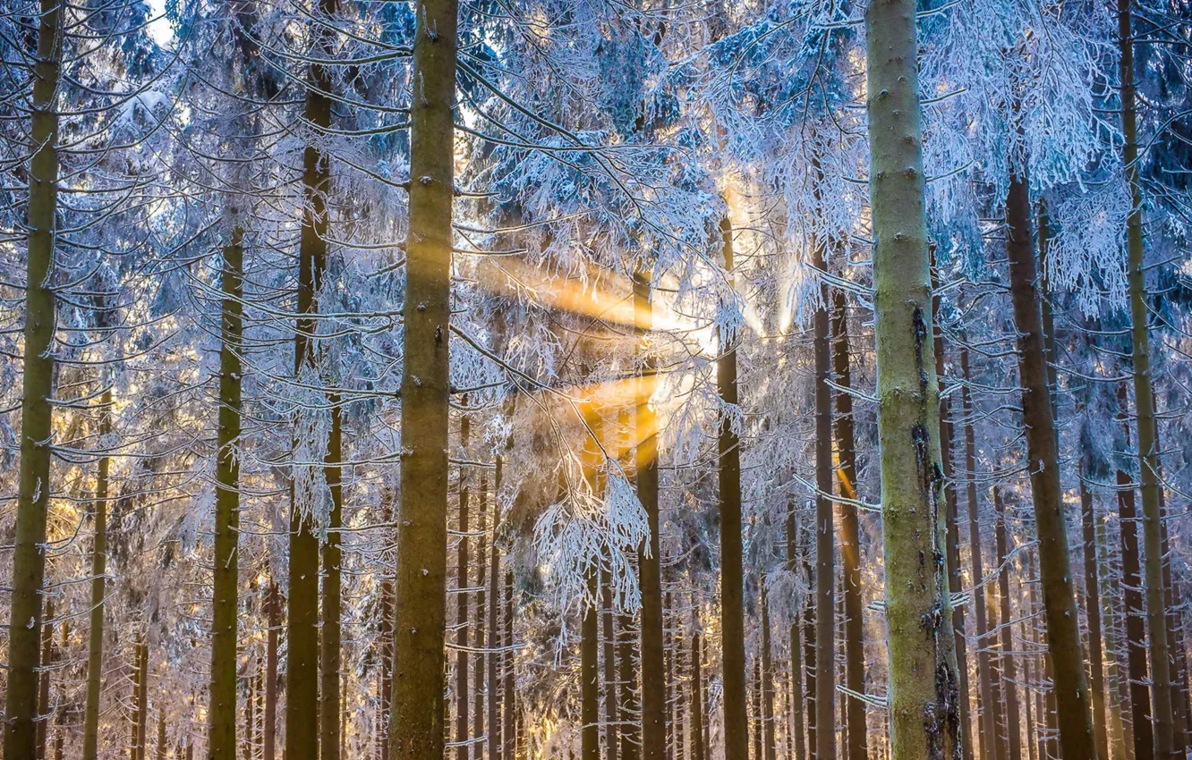 Photo wallpaper winter, forest, light, trees
