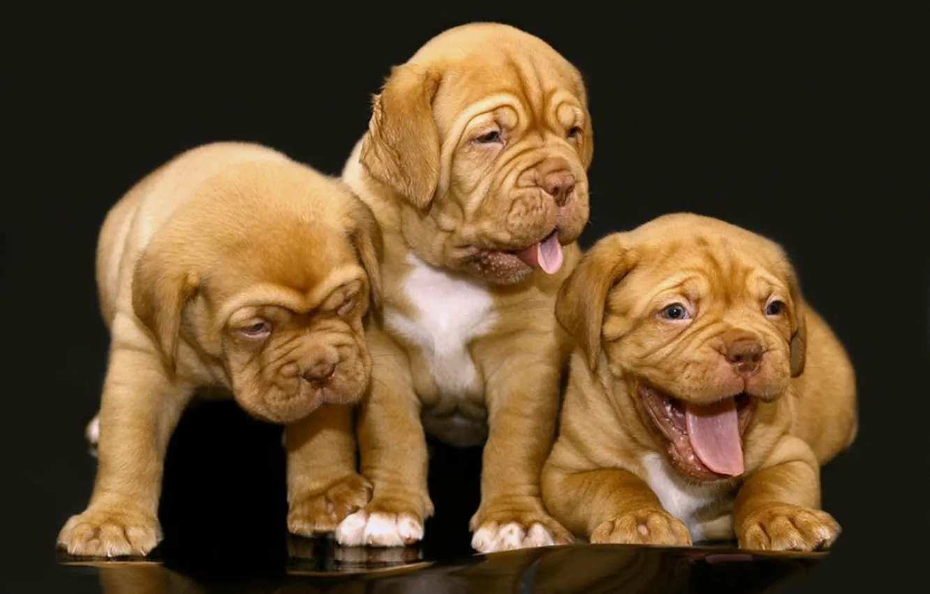 Photo wallpaper animals, dogs, cute, Little giants