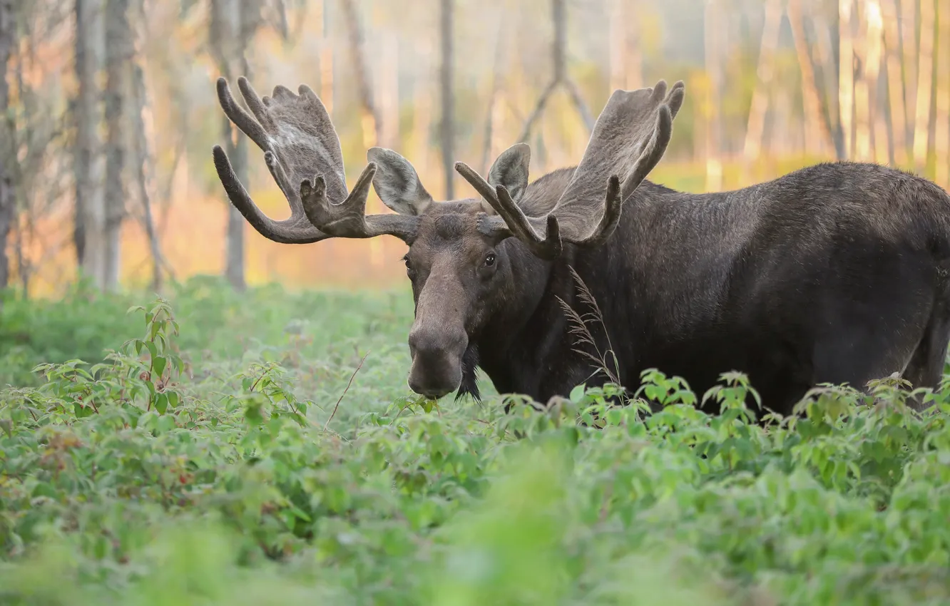 Photo wallpaper forest, face, nature, thickets, foliage, portrait, horns, moose
