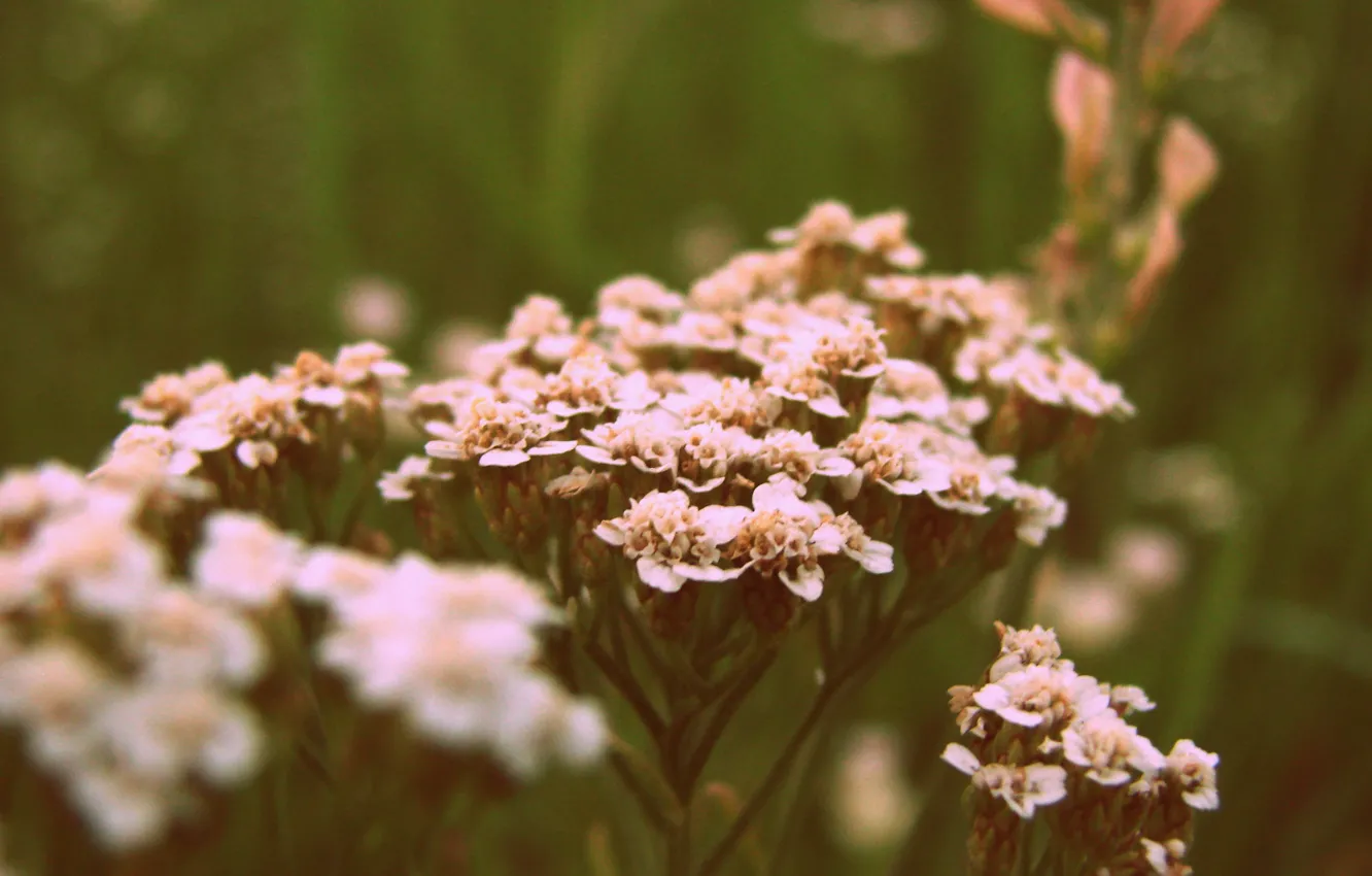 Photo wallpaper macro, flowers, nature, background