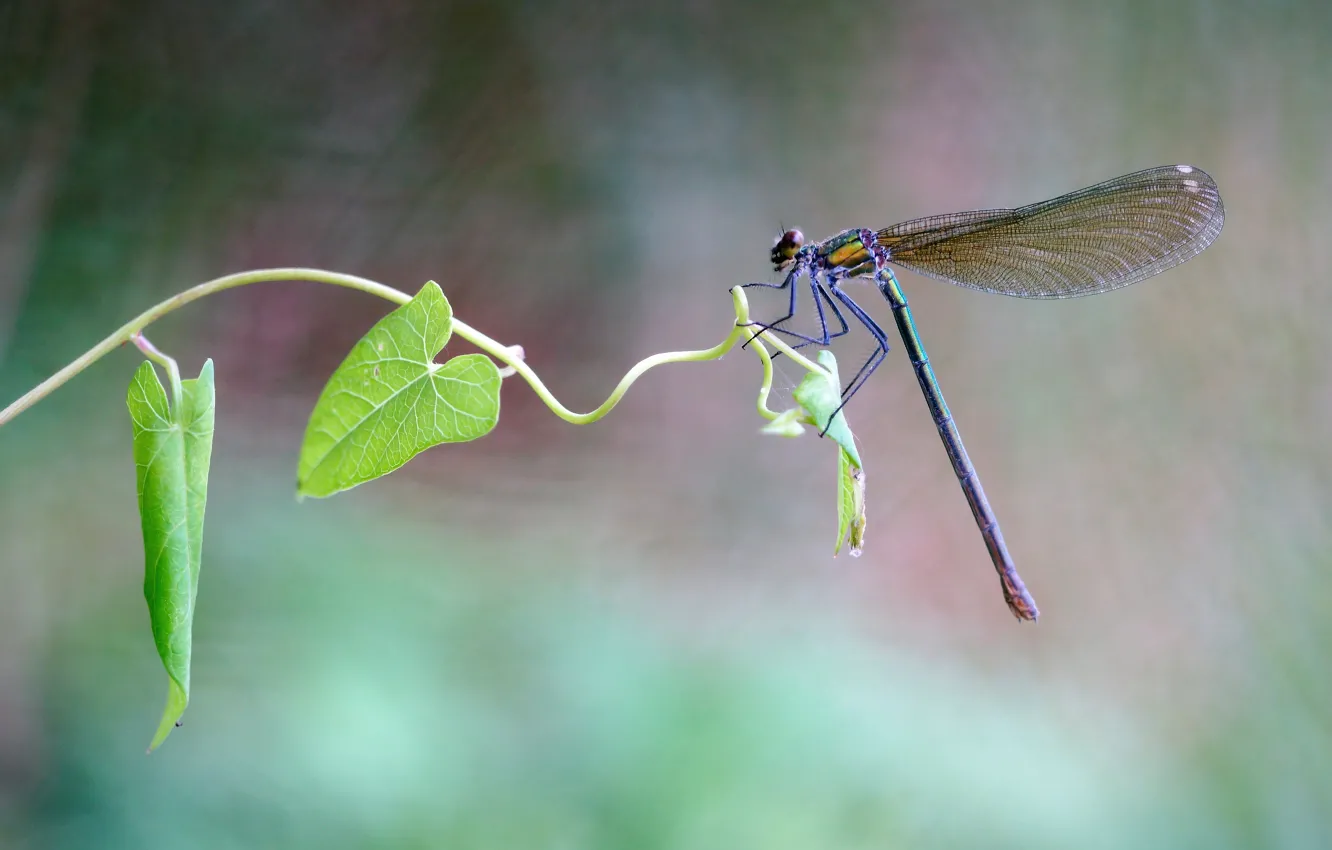 Photo wallpaper summer, leaves, macro, dragonfly, insect, stem, Wallpaper from lolita777