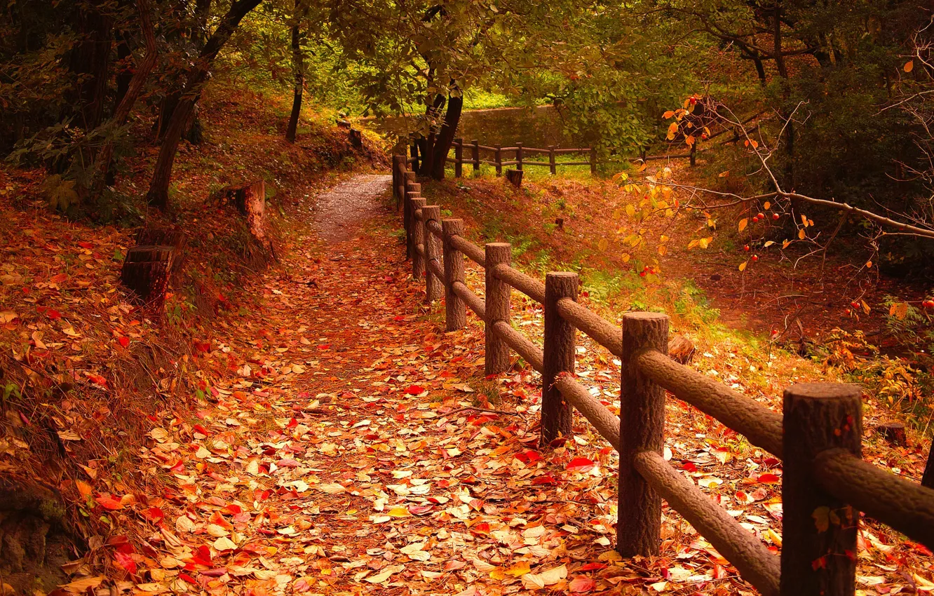 Photo wallpaper autumn, leaves, trees, Park, the fence, path