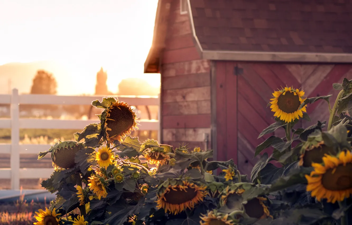 Photo wallpaper summer, sunflowers, house