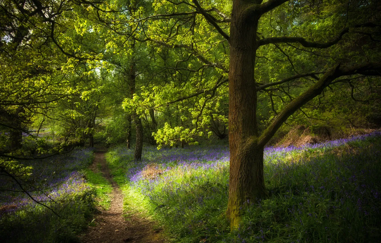 Photo wallpaper forest, grass, trees, flowers, nature, path