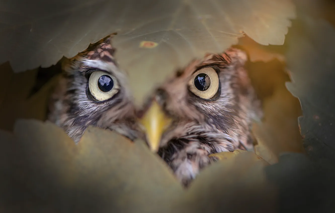 Photo wallpaper eyes, leaves, owl, bird