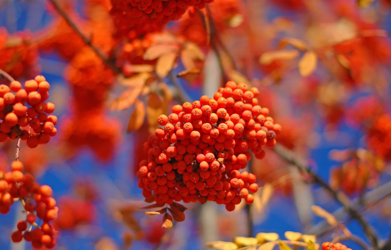 Photo wallpaper autumn, light, branches, red, berries, blue, fruit, Rowan