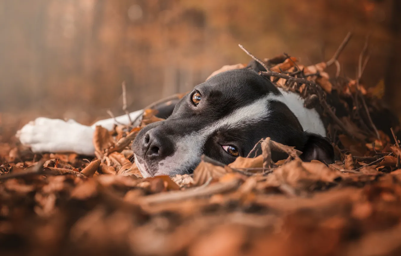 Photo wallpaper sadness, autumn, forest, eyes, look, foliage, dog, lies